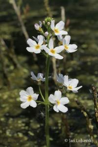 Žebratka bahenní (Hottonia palustris)