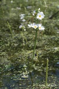 Žebratka bahenní (Hottonia palustris)