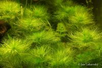 Žebratka bahenní (Hottonia palustris)