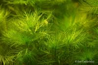 Žebratka bahenní (Hottonia palustris)