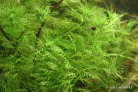 Žebratka bahenní (Hottonia palustris)