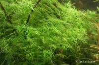 Žebratka bahenní (Hottonia palustris)