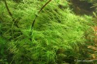 Žebratka bahenní (Hottonia palustris)