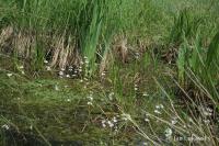 Žebratka bahenní (Hottonia palustris)
