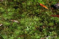 Žebratka bahenní (Hottonia palustris)