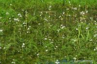 Žebratka bahenní (Hottonia palustris)