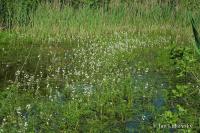 Žebratka bahenní (Hottonia palustris)