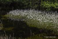 Žebratka bahenní (Hottonia palustris)