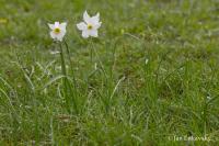 Narcis bílý (Narcissus poeticus) Narcis bílý (Narcissus poeticus)
