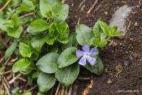 Barvínek větší (Vinca major)