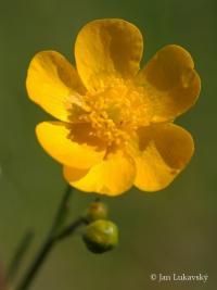 Pryskyřník prudký (Ranunculus acris)
