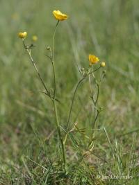 Pryskyřník prudký (Ranunculus acris)