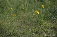 Pryskyřník prudký (Ranunculus acris)