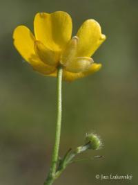 Pryskyřník prudký (Ranunculus acris)