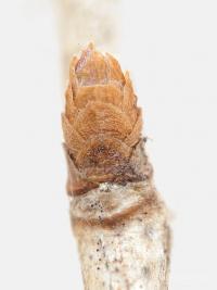 Zimolez tatarský (Lonicera tatarica)