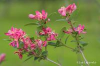 Zimolez tatarský (Lonicera tatarica)