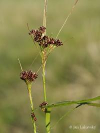 Bika bělavá měděná (Luzula luzuloides subsp rubella)