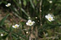 Pryskyřník platanolistý (Ranunculus platanifolius) Pryskyřník platanolistý (Ranunculus platanifolius)