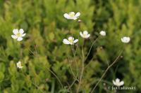 Pryskyřník platanolistý (Ranunculus platanifolius) Pryskyřník platanolistý (Ranunculus platanifolius)