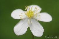 Pryskyřník platanolistý (Ranunculus platanifolius) Pryskyřník platanolistý (Ranunculus platanifolius)