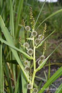 Zevar vzpřímený (Sparganium erectum) Zevar vzpřímený (Sparganium erectum)