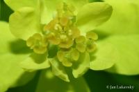 Pryšec bahenní (Euphorbia palustris)