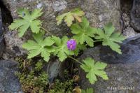 Kakost oddenkatý (Geranium macrorrhizum)