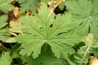 Kakost oddenkatý (Geranium macrorrhizum)