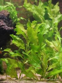 Rdest světlý (Potamogeton lucens)