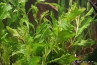 Rdest světlý (Potamogeton lucens)