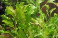 Rdest světlý (Potamogeton lucens)