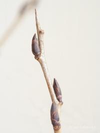 Řešetlák počistivý (Rhamnus cathartica)