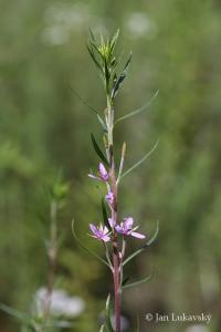 Vrbovka rozmarýnolistá