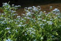 Pomněnka bahenní (Myosotis palustris)