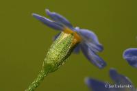 Pomněnka bahenní (Myosotis palustris)