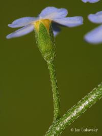 Pomněnka bahenní (Myosotis palustris)