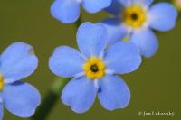 Pomněnka bahenní (Myosotis palustris)