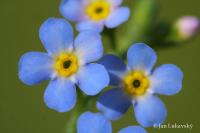 Pomněnka bahenní (Myosotis palustris)