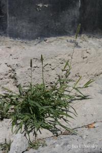 Bér zelený (Setaria viridis)