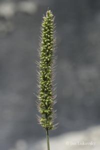 Bér zelený (Setaria viridis)