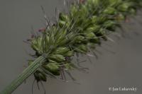 Bér zelený (Setaria viridis)