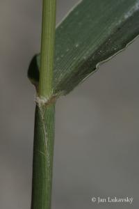 Bér zelený (Setaria viridis)