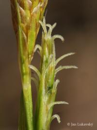 Ostřice Micheliova (Carex michelii)