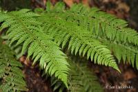 Kapradina laločnatá