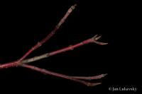 Svída výběžkatá (Cornus sericea)