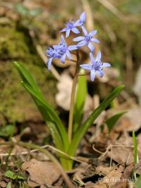 Ladoňka karpatská (Scilla kladnii)