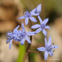 Ladoňka karpatská (Scilla kladnii)