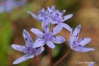 Ladoňka karpatská (Scilla kladnii)