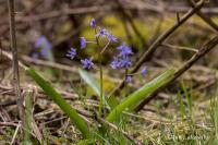 Ladoňka karpatská (Scilla kladnii)