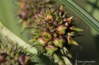 Zevar vzpřímený vejcoplodý (Sparganium erectum subsp oocarpum) Zevar vzpřímený vejcoplodý (Sparganium erectum subsp oocarpum)